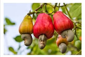 CASHEW 1